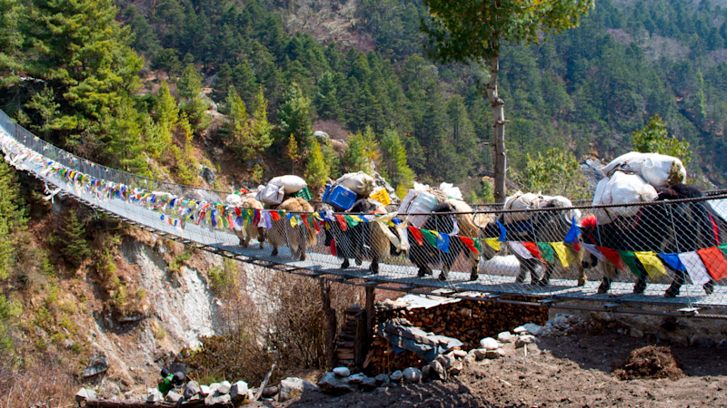 Yaks on a bridge in Nepal near Everest Base Camp