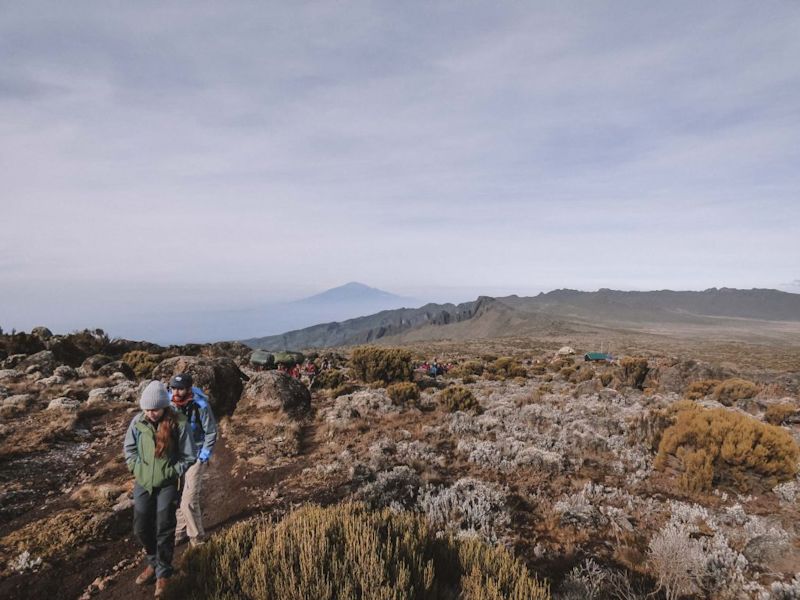 Trekkers on the Lemosho route of Kilimanjaro benefitting from excellent acclimatisation