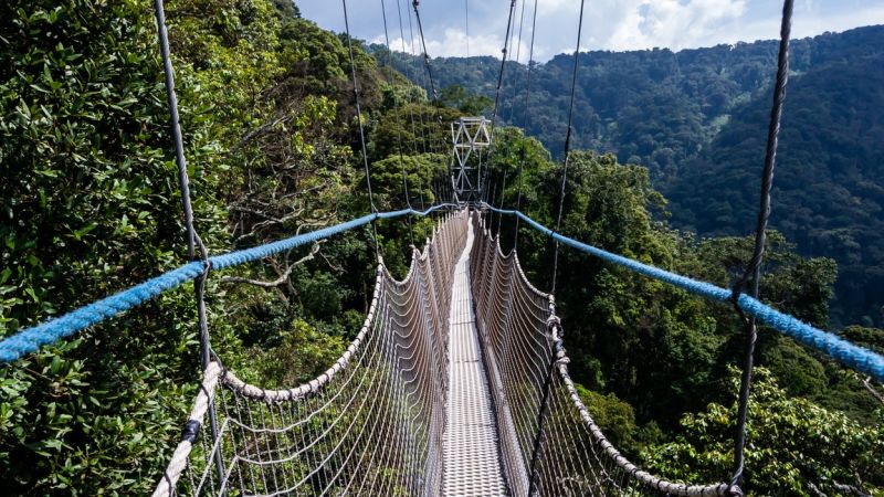 Ours. S. Canopy walkway Nyungwe Forest National Park Rwanda