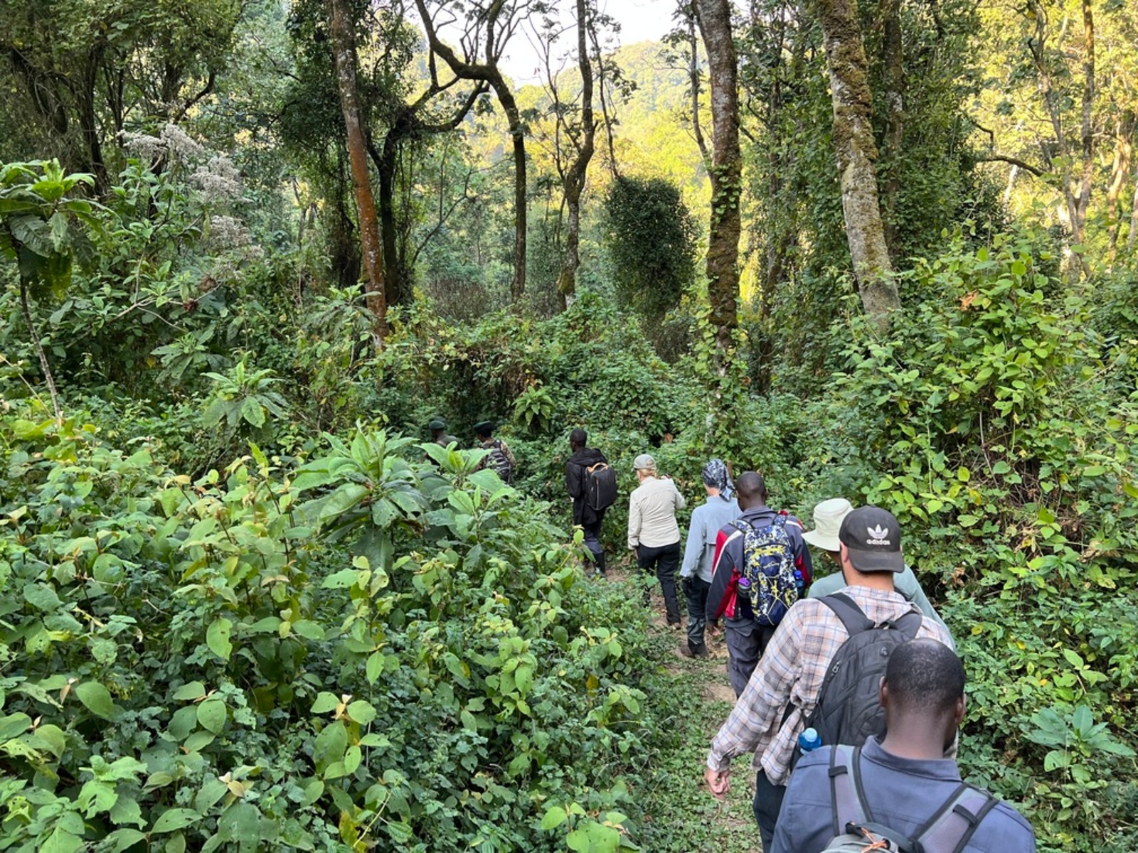 Uganda Gorilla Permit Logistics 2 Gorilla trekkers walking through dense Bwindi Impenetrable Forest in Uganda