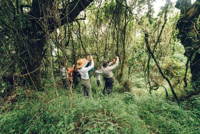 Gorilla trekkers leaning back to take photos of something in a tree