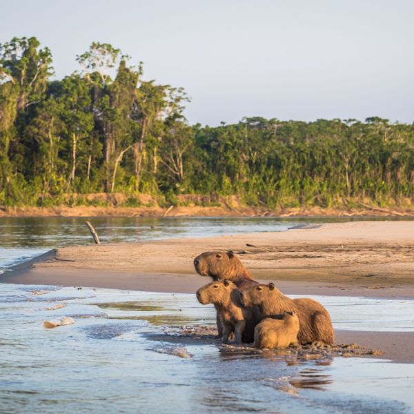 Family of Capybara seated on sand in Amazon rainforest, Manu National Park, Peru. 