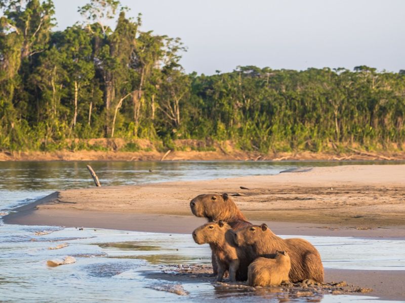 Family of Capybara seated on sand in Amazon rainforest, Manu National Park, Peru. 