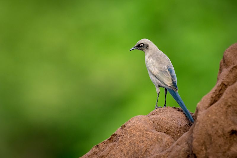 An ashy starling on a termite mound