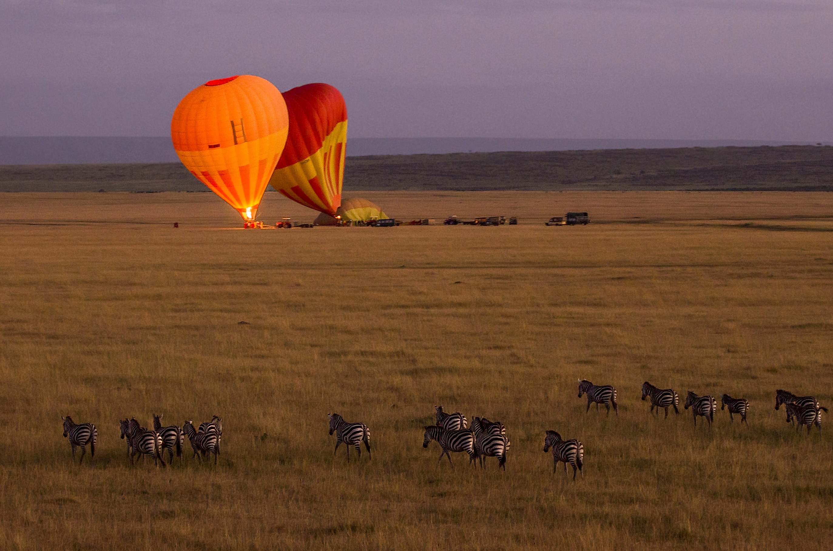 Hot air balloons preparing for early morning departure in the Maasai Mara, Kenya
