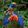 Two scarlet macaws in flight in Peruvian Amazon rainforest