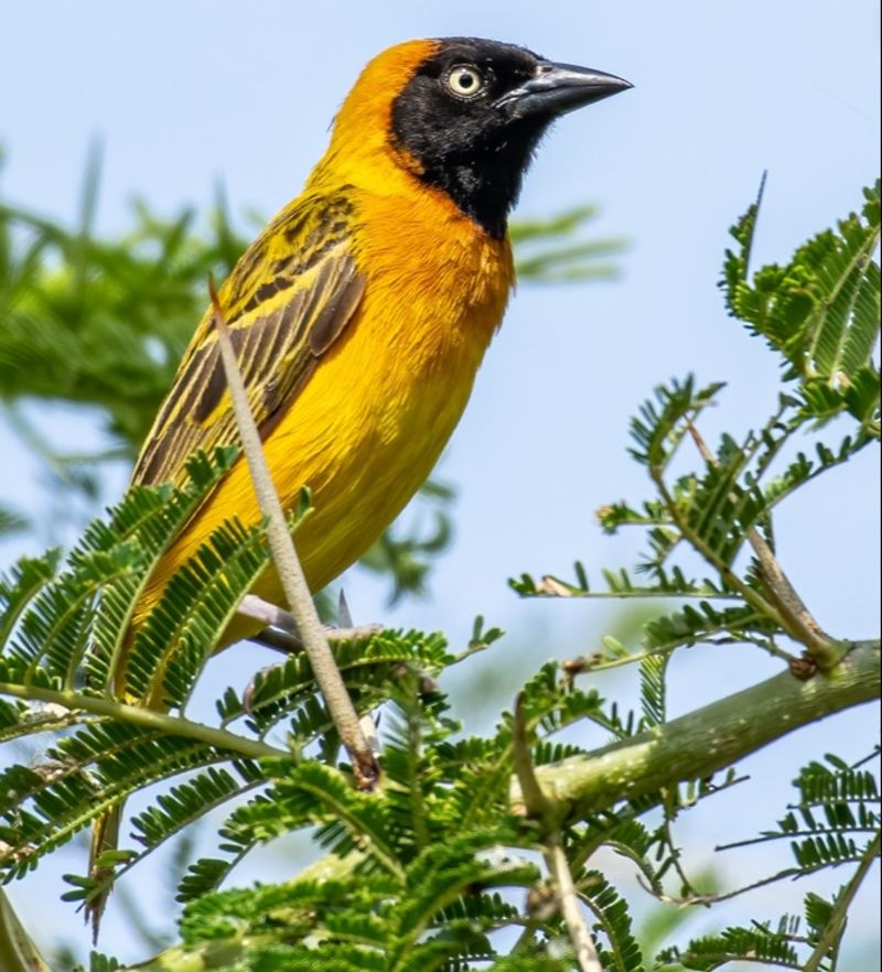 Fox's weaver (Ploceus spekeoides), endemic to Uganda, perched on acacia tree in Queen Elizabeth National Park, Uganda