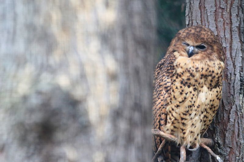 Close up of a Pel's fishing owl sitting on a branch against a tree trunk