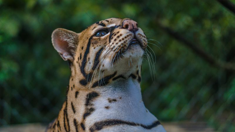 Ocelot portrait, Peru rainforest