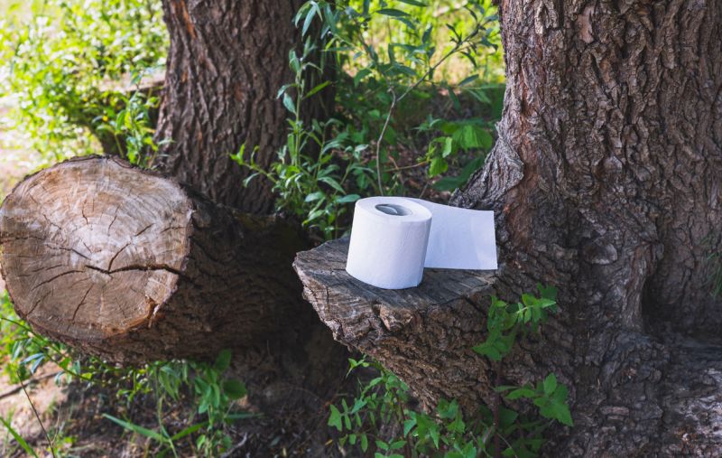Toilet paper on a tree stump
