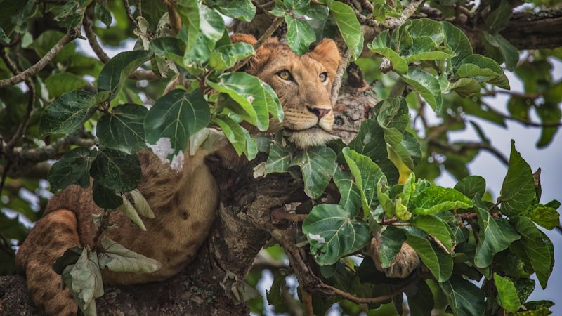 Ours. Tree climbing lion in Ishasha, Queen Elizabeth National Park, Uganda