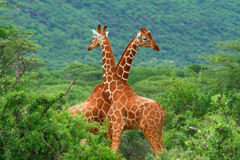 Two reticulated giraffes fighting with their necks, Kenya safari