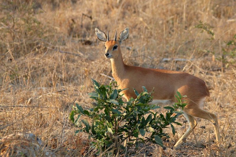 Male steenbok 