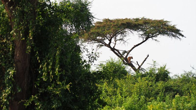 Lion in an acacia tree in Murchison Falls National Park, Uganda