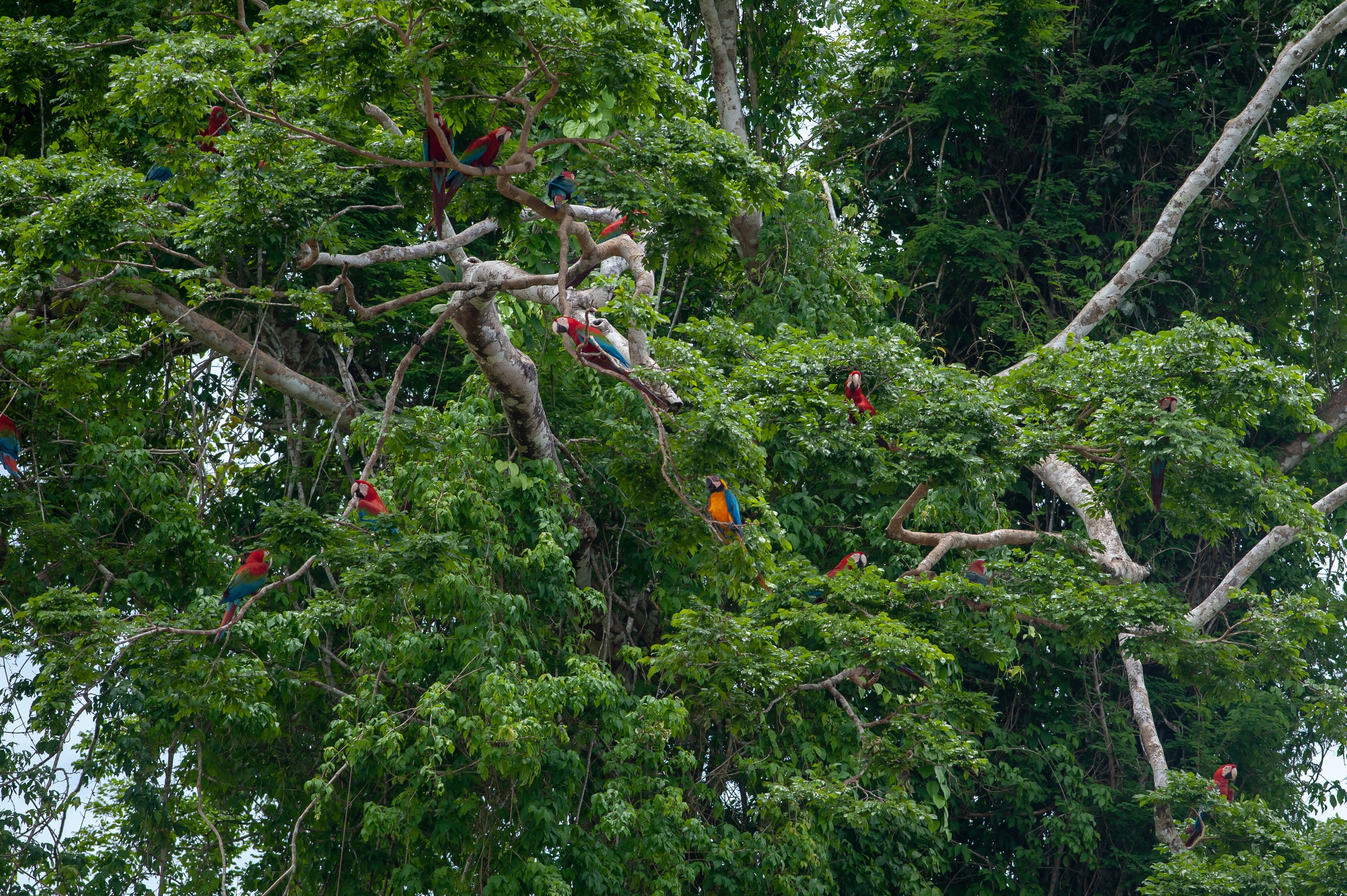 Macaws in trees in Tambopata Reserve, Peruvian Amazon rainforest