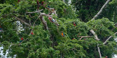 Macaws in trees in Tambopata Reserve, Peruvian Amazon rainforest