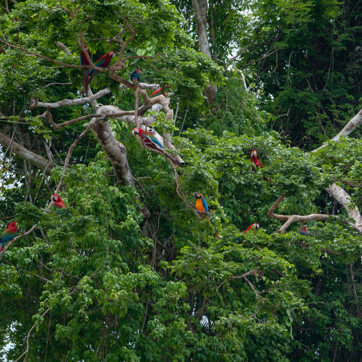 Macaws in trees in Tambopata Reserve, Peruvian Amazon rainforest