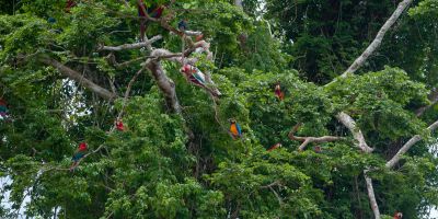 Macaws in trees in Tambopata Reserve, Peruvian Amazon rainforest