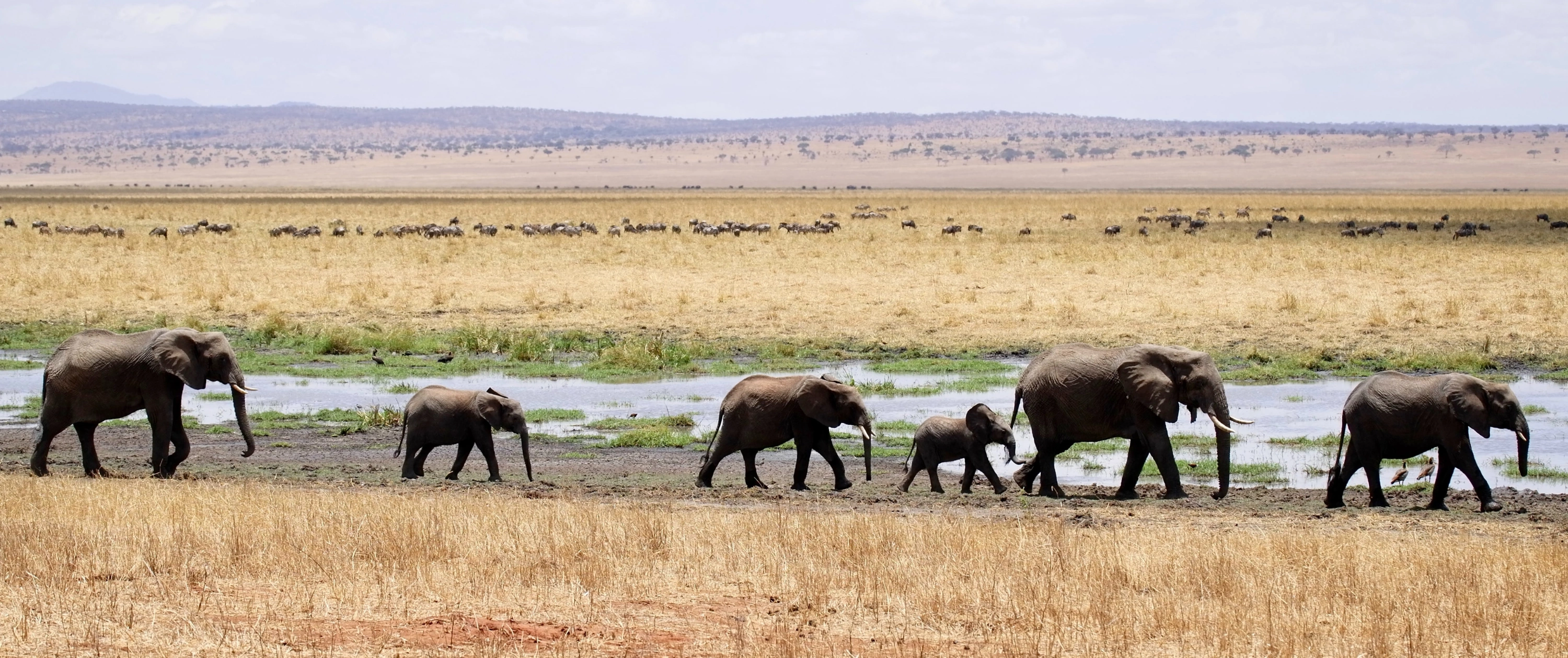 Elephant herd Tarangire National Park Tanzania safari