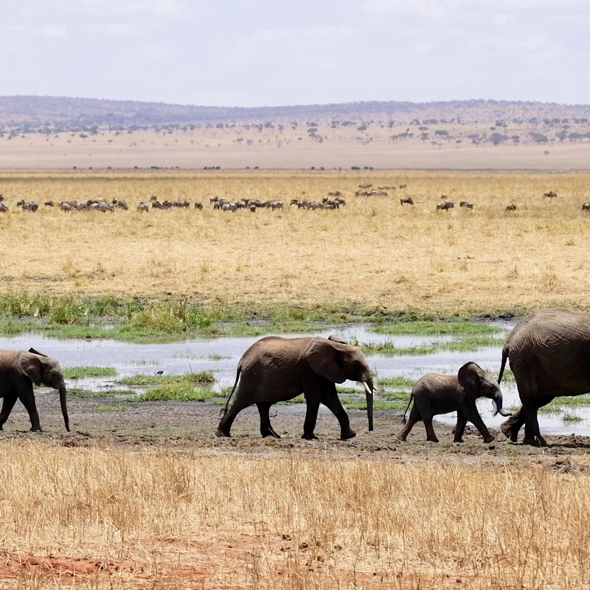 Elephant herd Tarangire National Park Tanzania safari