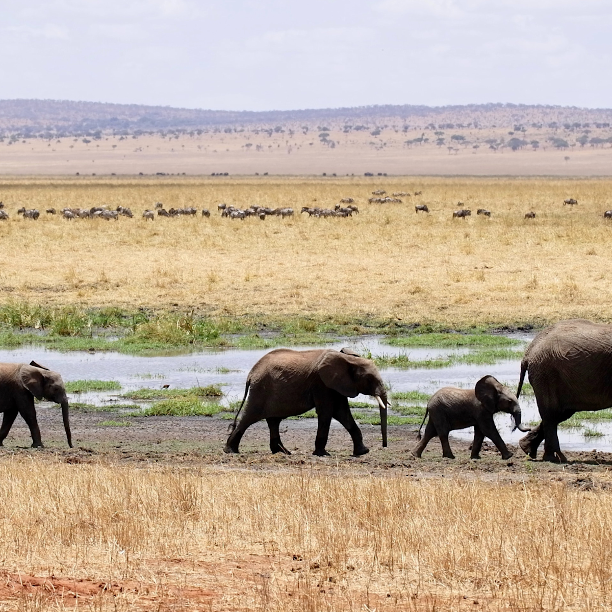 Elephant herd Tarangire National Park Tanzania safari