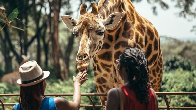 Feeding a giraffe in National park Nairobi, Kenya