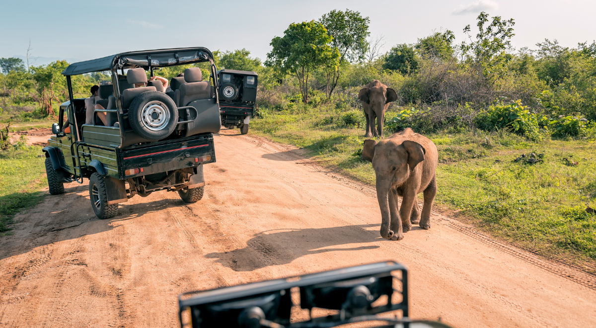 Elephants spotted on safari