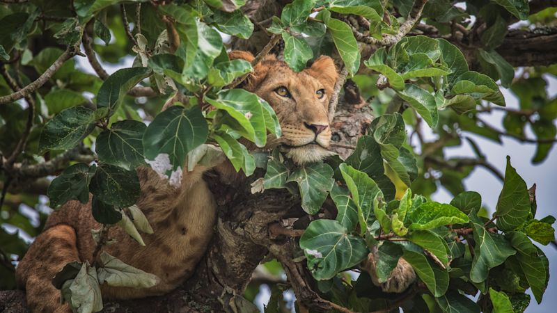 Ours. Tree climbing lion in Ishasha, Queen Elizabeth National Park, Uganda