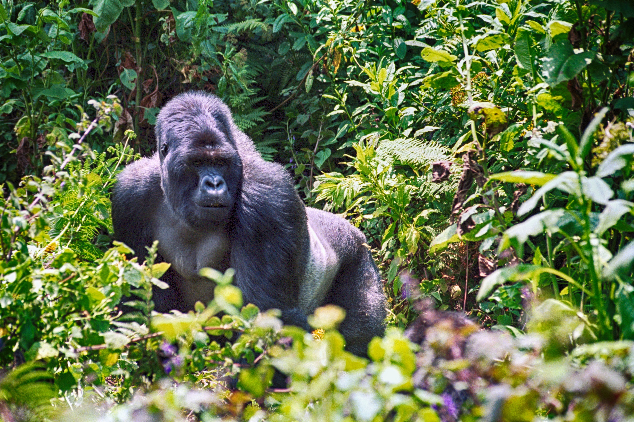 Mountain gorilla in Volcano National Park, Rwanda