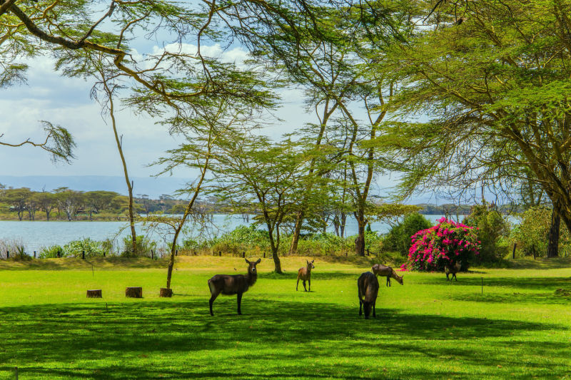 Waterbucks on green grass lawn garden of Samburu luxury lodge (1)