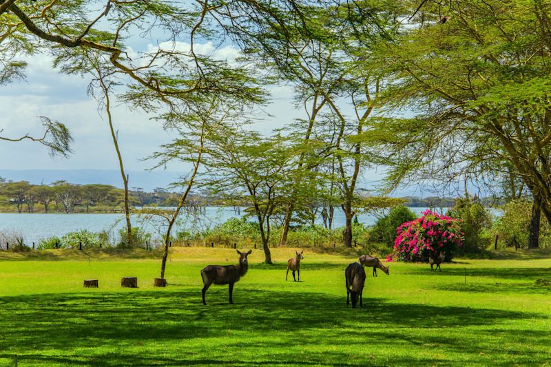 Waterbucks on green grass lawn garden of Samburu luxury lodge (1)