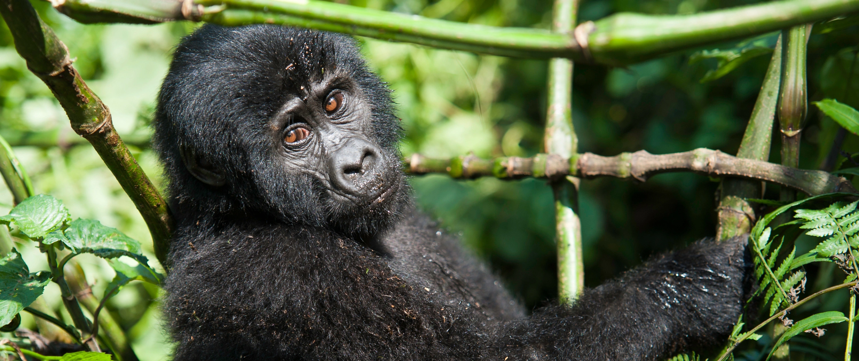 Young Mountain Gorilla in Uganda