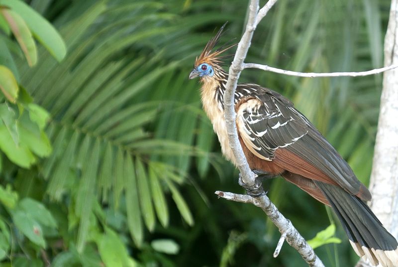 Hoatzin bird (fowl:turkey) photographed on a branch twig in Peruvian Amazon rainforest