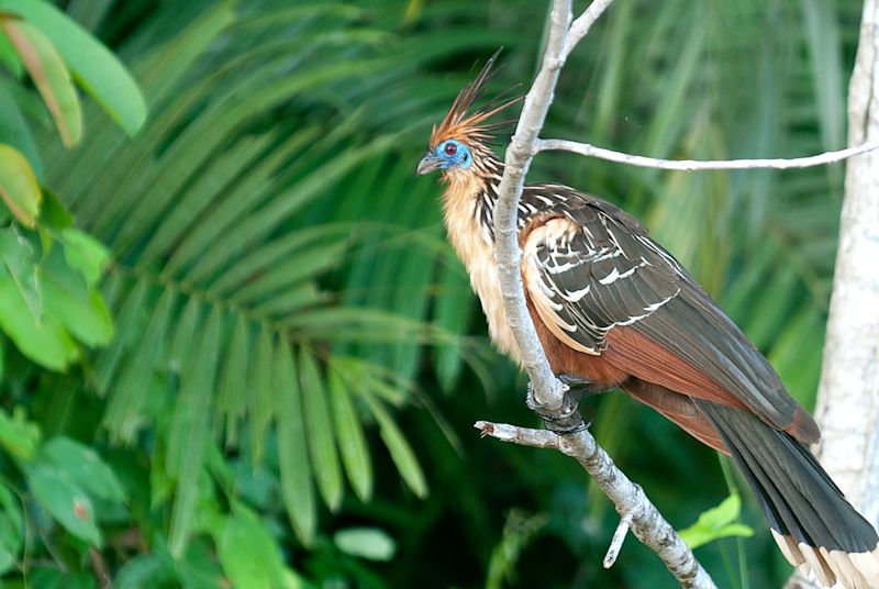 Hoatzin bird (fowl:turkey) photographed on a branch twig in Peruvian Amazon rainforest