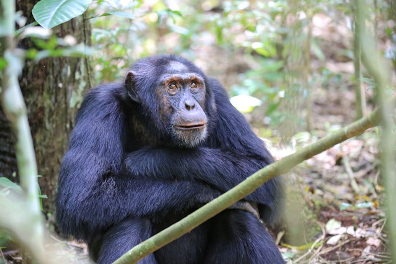 Chimp seen on trek in Uganda