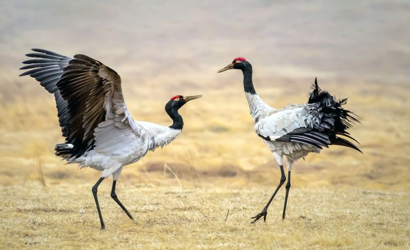 Two black-necked cranes on Tibetan plateau