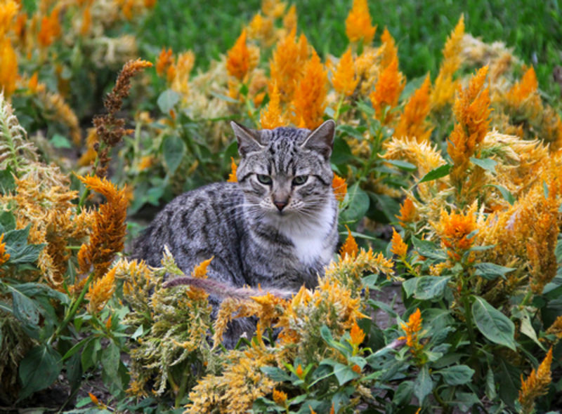 Tabby cat in flowers in Kennedy Park, Lima