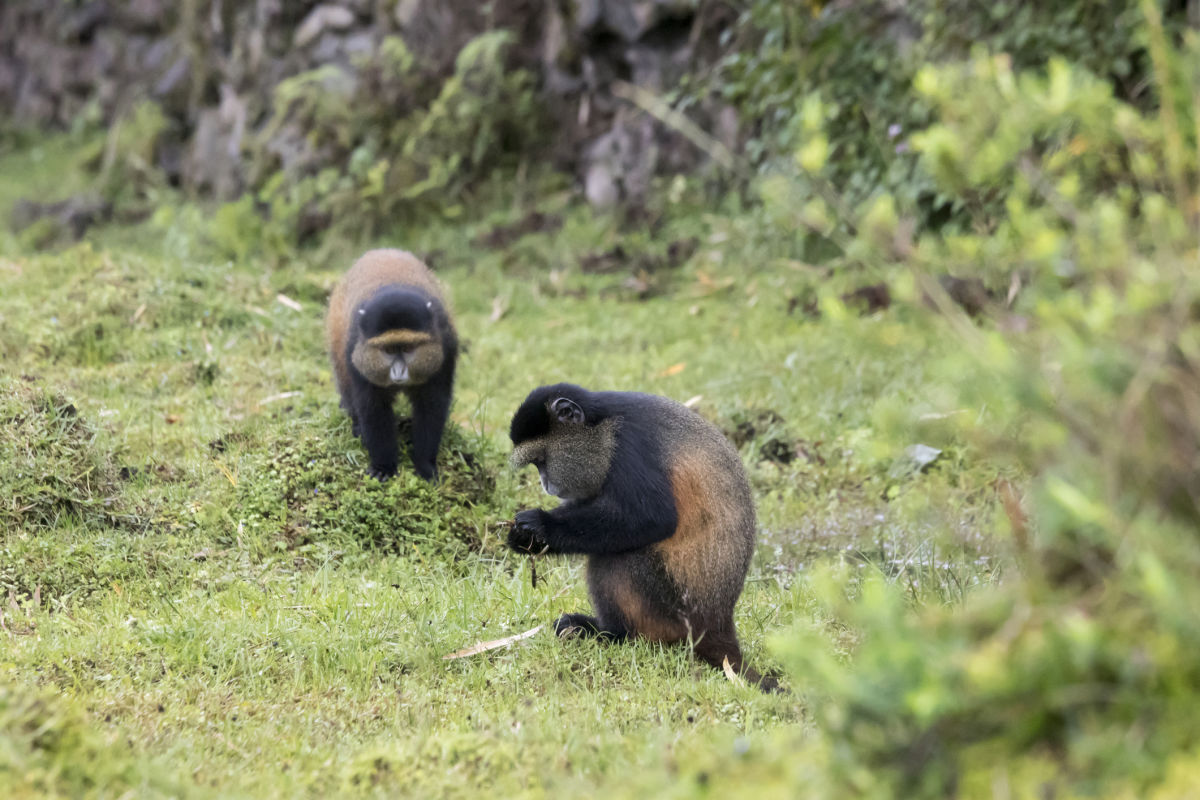 Endangered golden monkeys foraging on ground in Volcanoes National Park, Rwanda wildlife