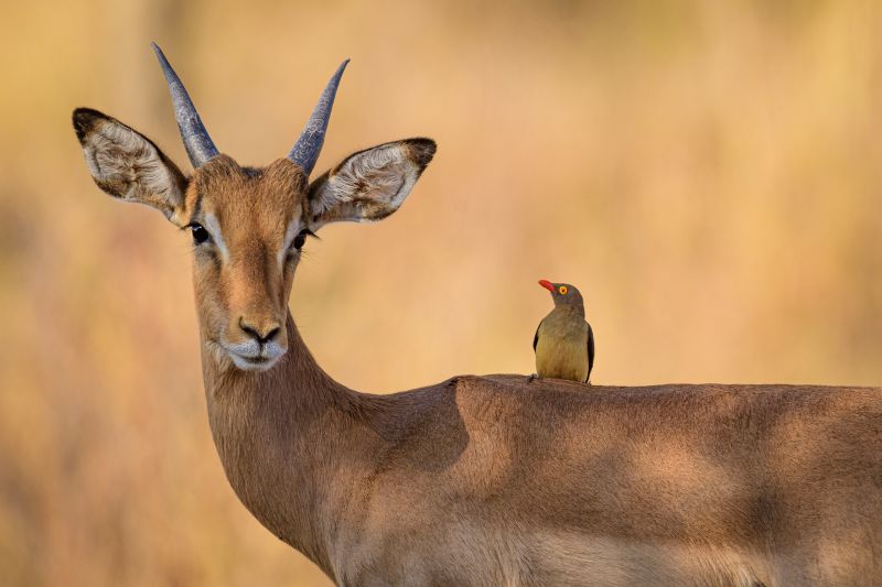 Impala and red-billed oxpecker safari 