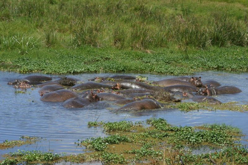 Hippos in a swamp