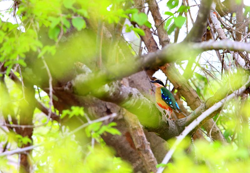 African pitta