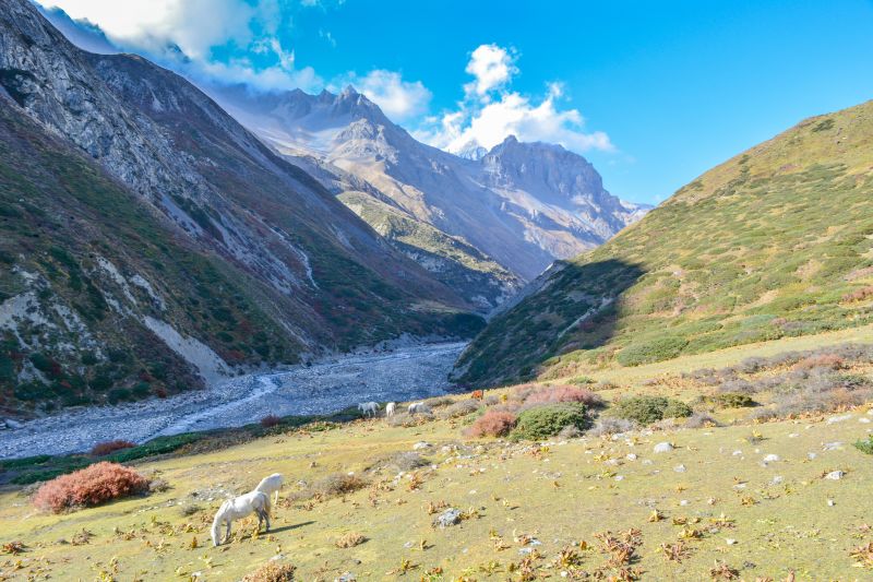 Horses grazing on a pasture beside the river Marsyangdi at Letdar Village in Manang. Letdar is a small village of 3 or 4 houses
