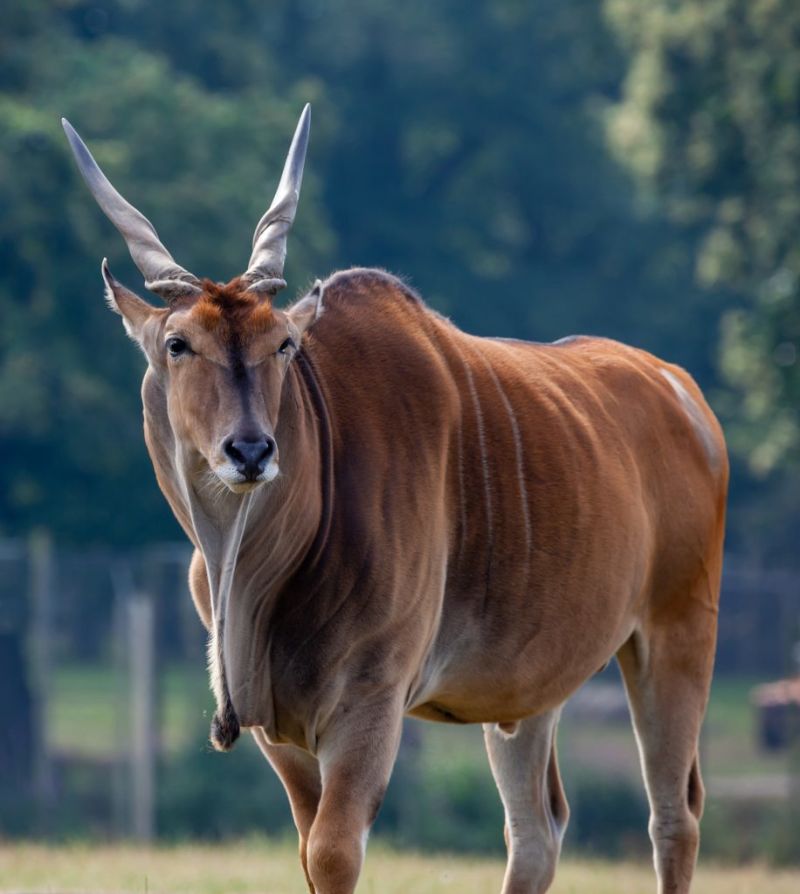 male common eland
