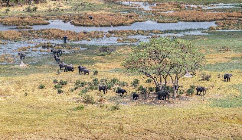 Aerial view of elephants in flooded Okavango Delta, Botswana safari