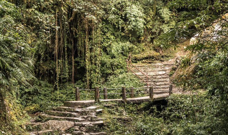 Stone stair path in forest among green vegetation, Annapurna circuit, Nepal