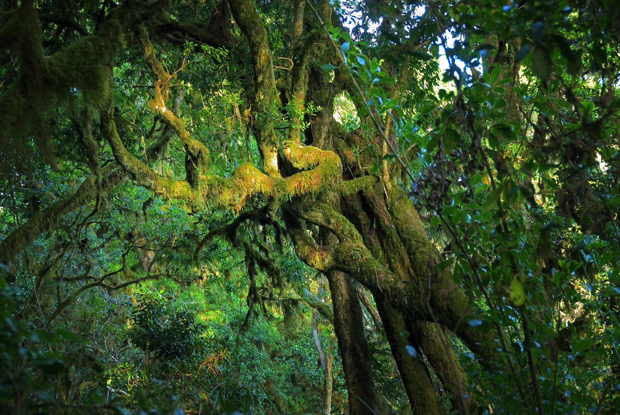 Tangled rainforest on rim of Maundi Crater, Marangu route, Kilimanjaro