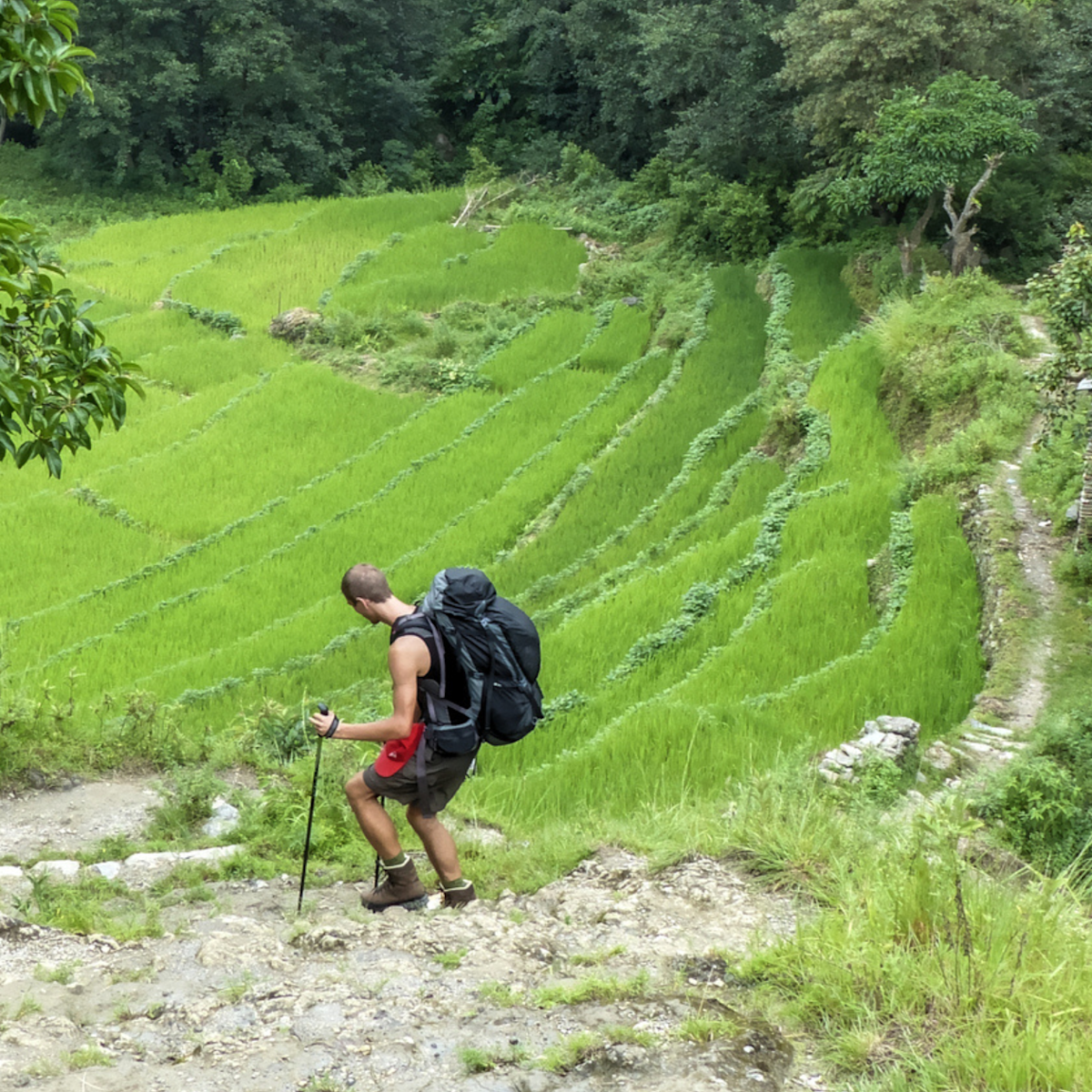 Trekker walking down lush terraces on Annapurna Circuit