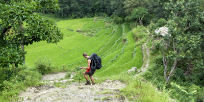 Trekker walking down lush terraces on Annapurna Circuit