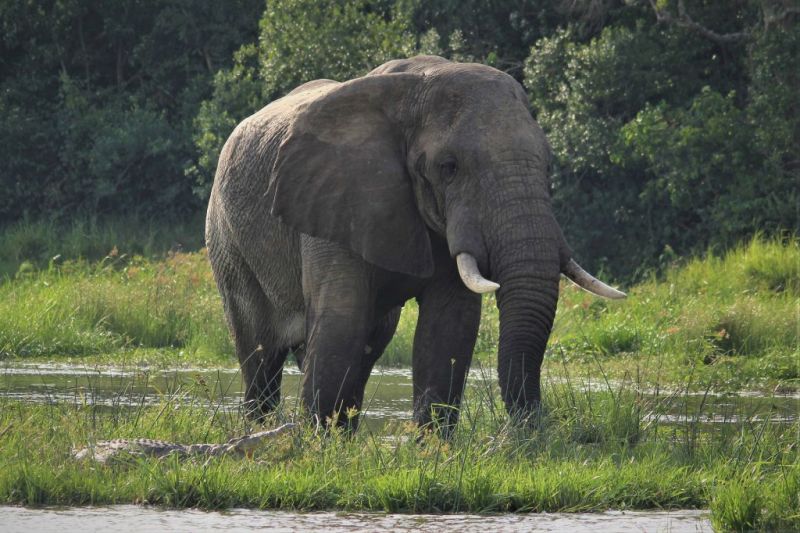 bush elephant, marshland, Uganda wildlife in pictures