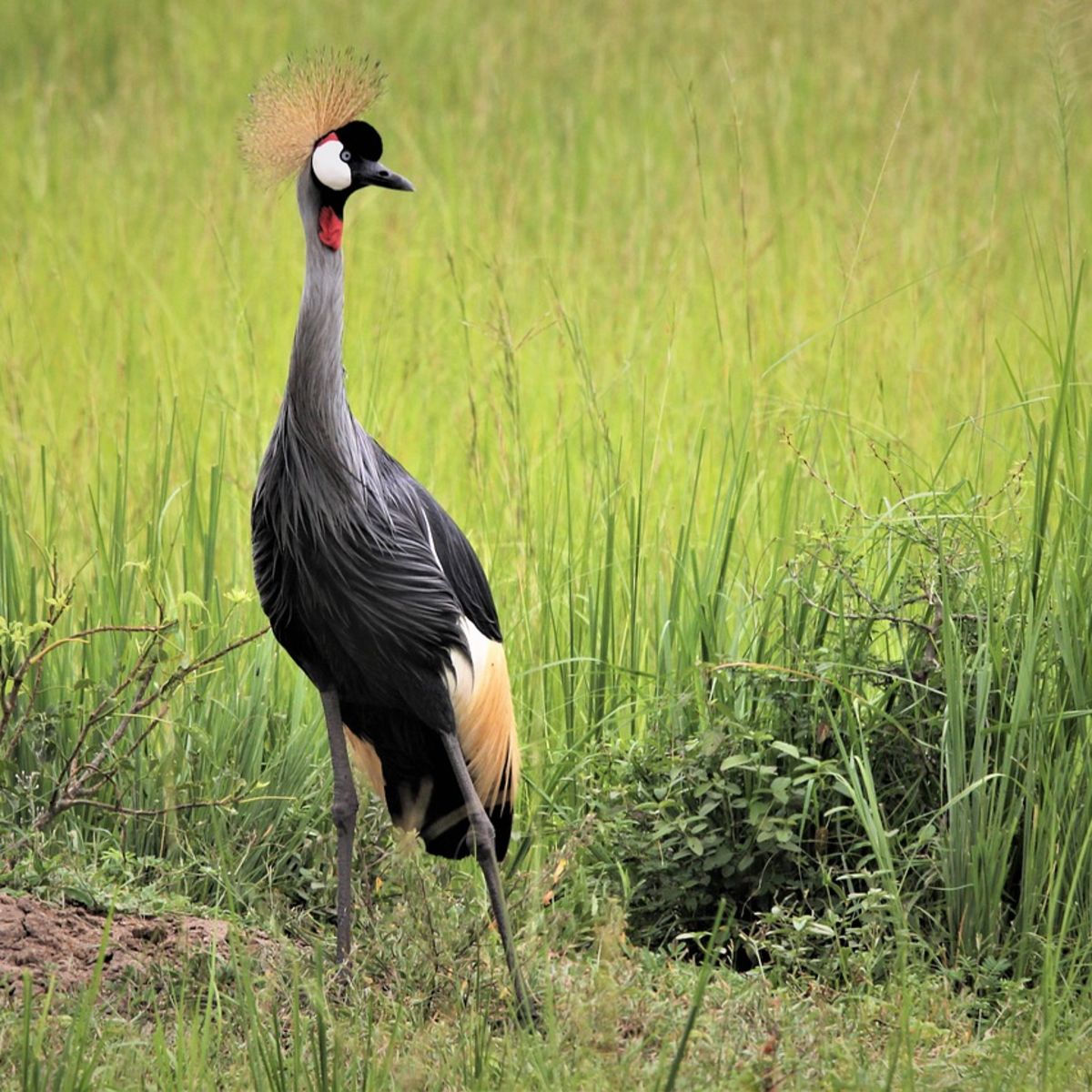 Grey crowned crane standing among tall grass
